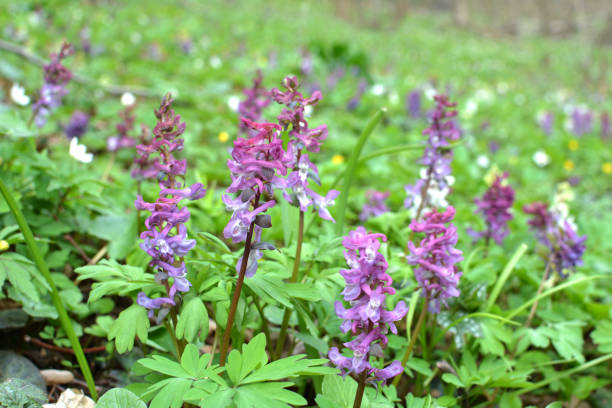 Corydalis: A Brief History, by Daniel McBrearty