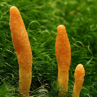 All About Cordyceps, by Yong Li