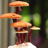 All About Reishi, by Yong Li